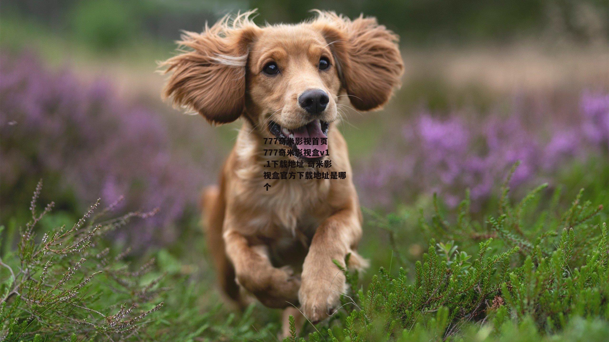 777奇米影视首页 777奇米影视盒v1.1下载地址 奇米影视盒官方下载地址是哪个